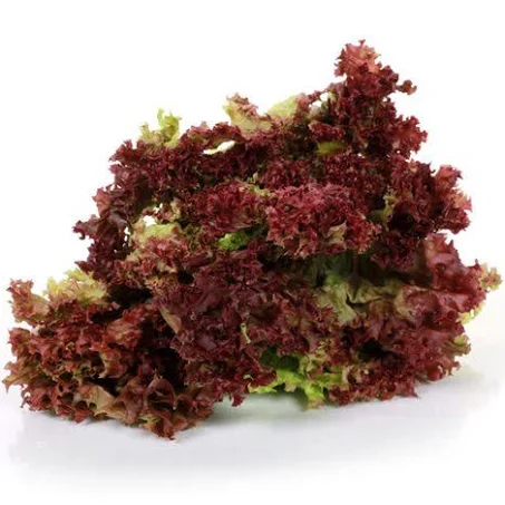 Lettuce red