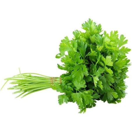 Coriander leaf