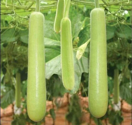 Bottle Gourd long