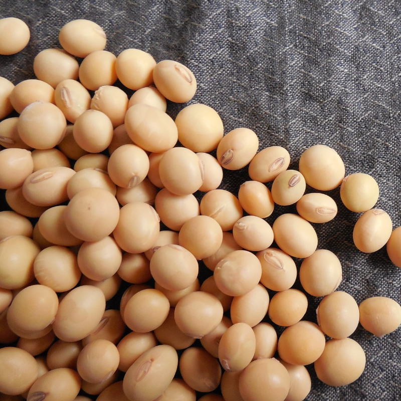 Soybean Main Image