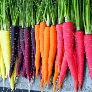 Assorted Baby Carrots - Thumbnail 2