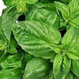 Basil - Thumbnail 2