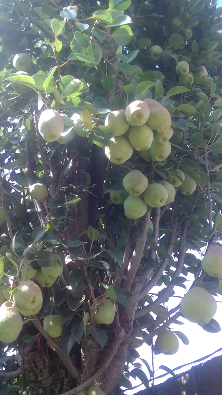 Pera membrillo agroecológica