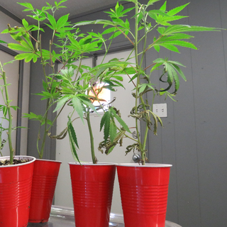CLONES