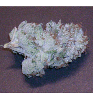 FLOWER_HYBRID INDICA DOM_DIABLO_THC 28-33%