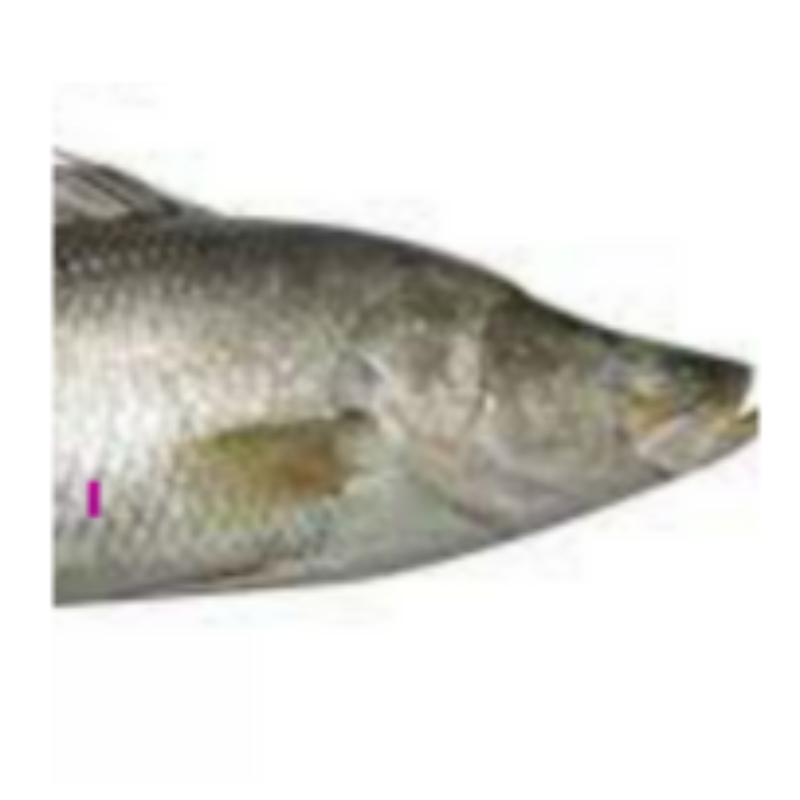 Bararamundi (Kalanji)