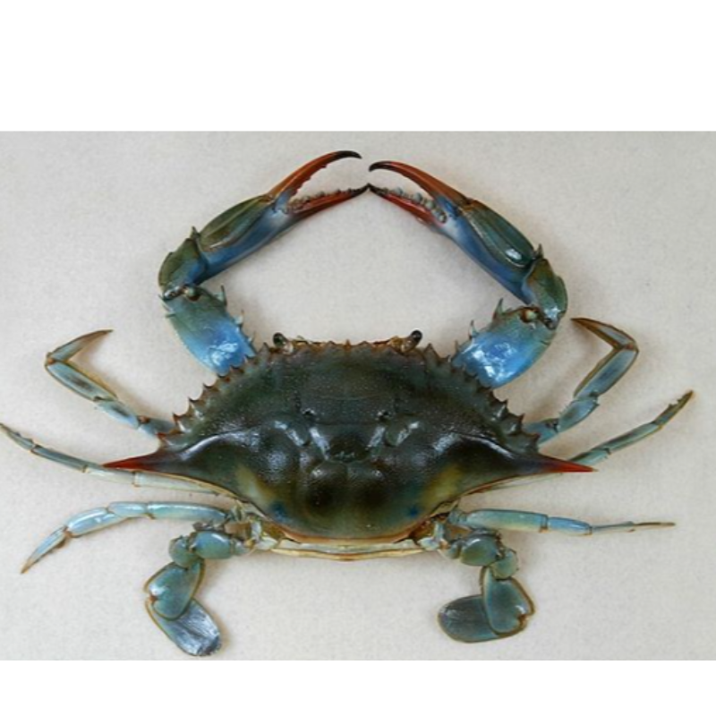Blue Crab