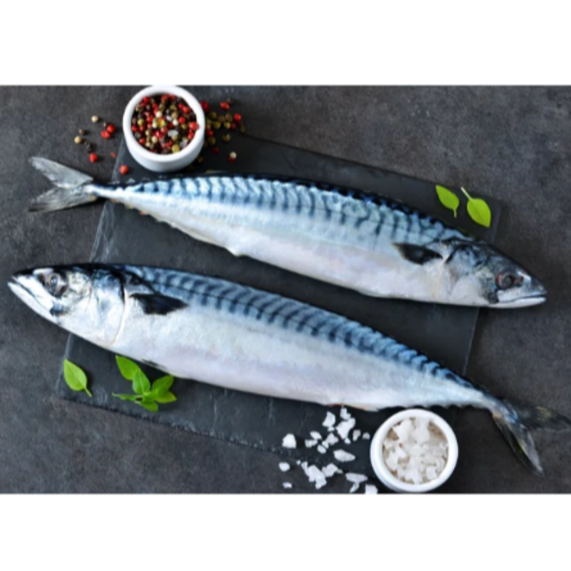 British Mackerel