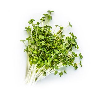 Microgreen Caisim (PreOrder 7 hari)