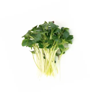 Microgreen Kailan (PreOrder 7 hari)