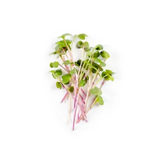 Microgreen Red Radish (Pre Order 7 hari)
