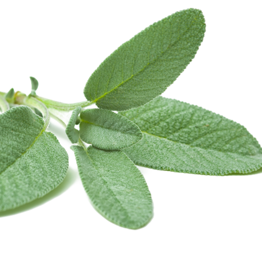 Sage