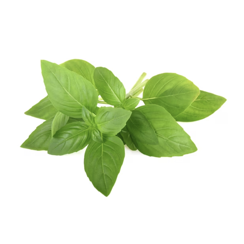 Basil Main Image