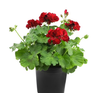 Individual Geraniums (Red) 