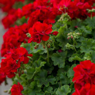 Sun Basket – Geraniums (Red) 