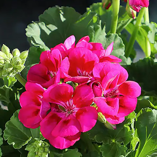 Individual Geraniums (Pink) 