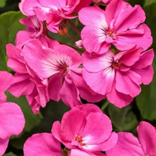 Sun Basket – Geraniums (Pink) 