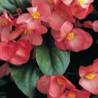 Shade Basket – Dragon Wing Begonia (Pink) 
