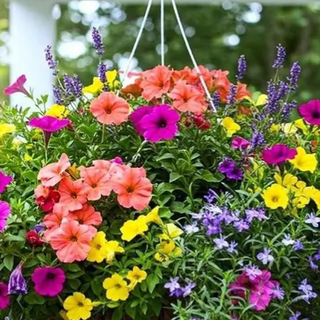 Sun Basket – Mixed Variety (mixed colors) 