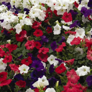 Sun Basket – Wave Petunia (mixed variety/colors) 