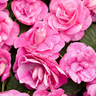 Shade Basket – Double Impatiens (mixed colors) 