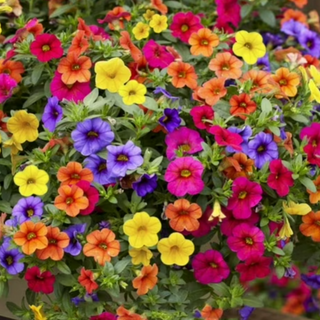 Sun Petunia Basket – Million Bells (mixed variety/colors)