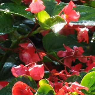 Shade Basket – Dragon Wing Begonia (Red)