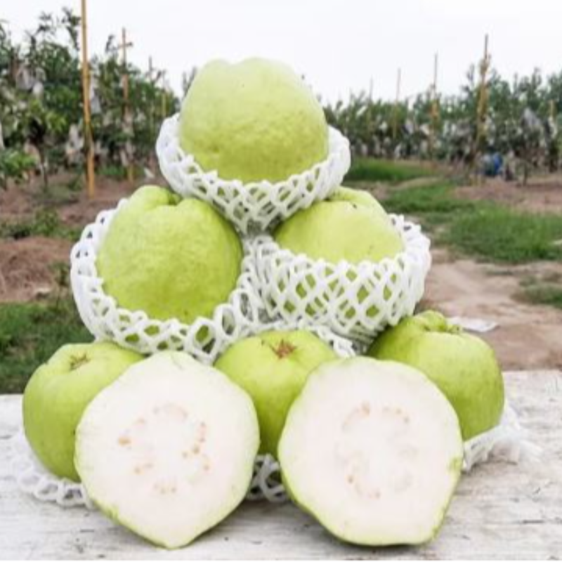 Thai Guava