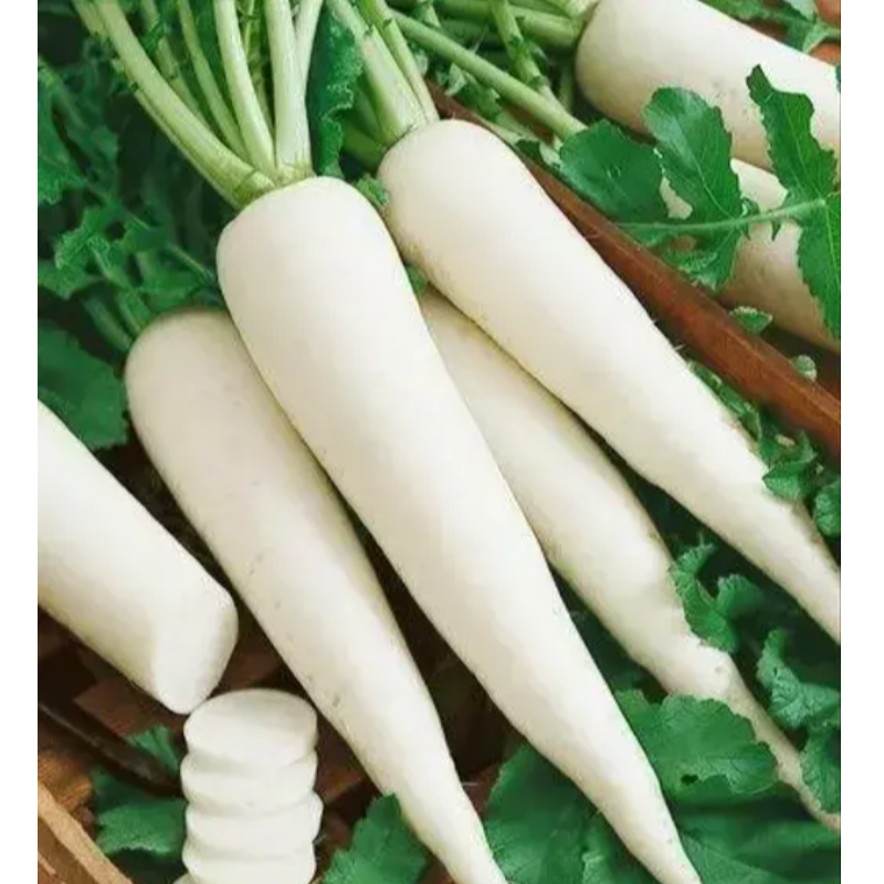 Daikon radish ( मुली ) Main Image