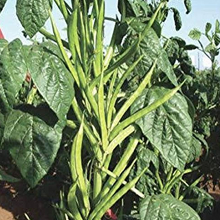 cluster bean (  देशी गवार की फली ) 