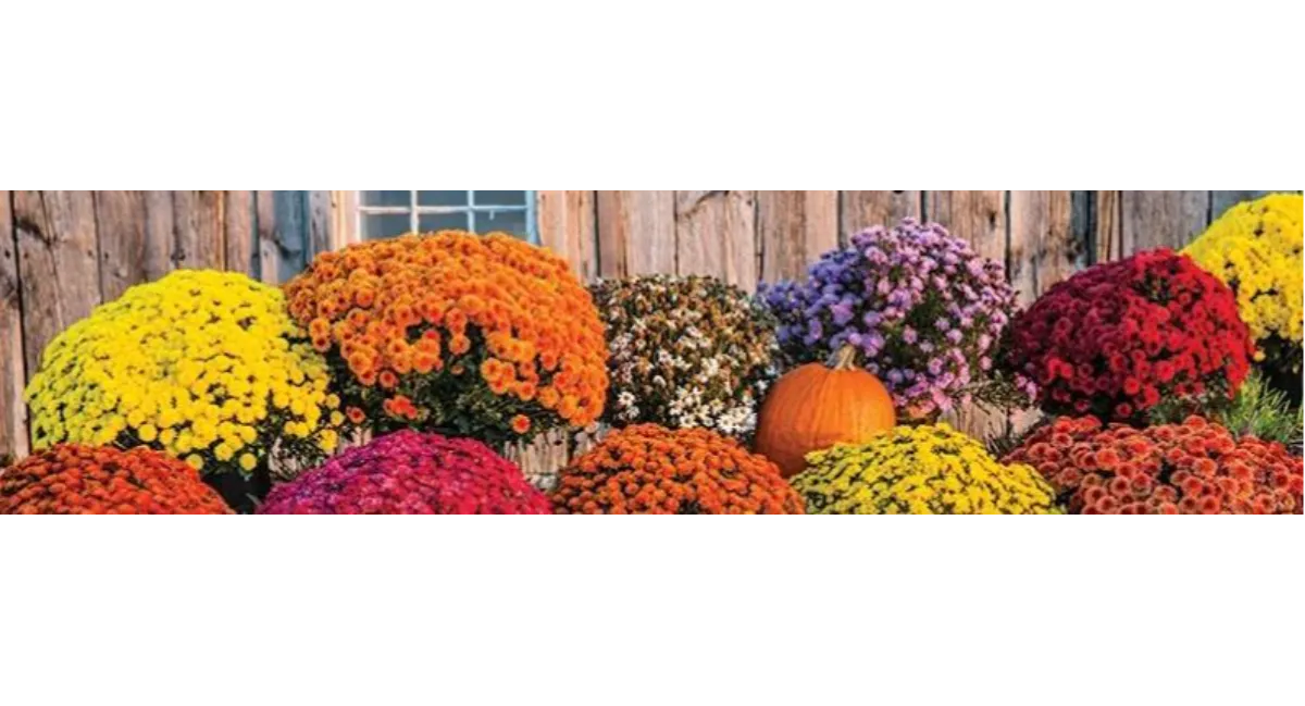 NCHS 2025 After Prom Mums Fundraiser - Banner