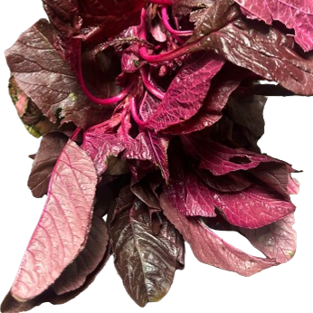 Red Spinach  (ചുവന്ന ചീര) - 1 bunch Main Image