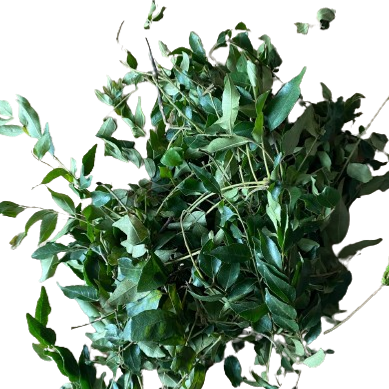 Curry leaves  (കറിവേപ്പില) - 2 bunches Main Image