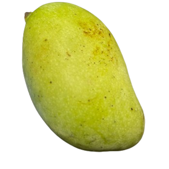 Raw Mango (പച്ച മാങ്ങ)- 1 Kg Bag Main Image