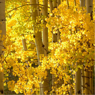 Quaking Aspen Tree Starter Kit
