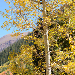 Quaking Aspen Tree Starter Kit