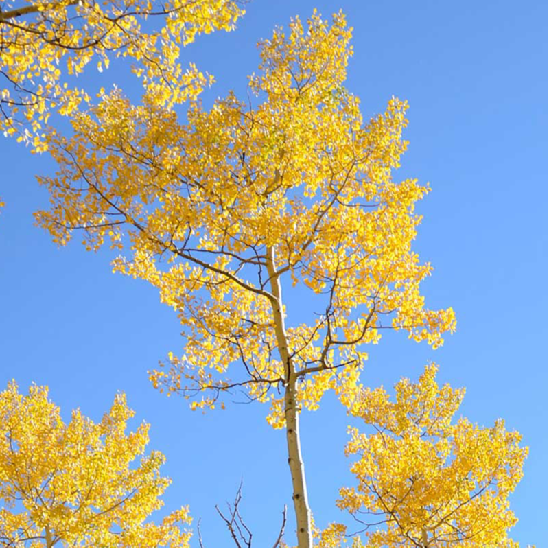 Quaking Aspen Tree Starter Kit