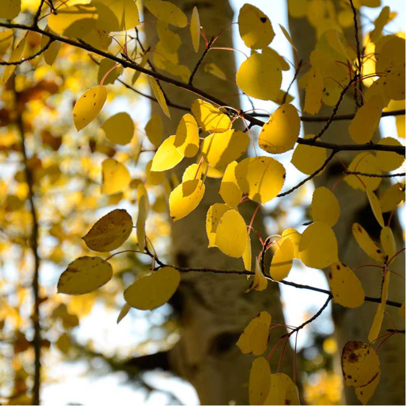 Quaking Aspen Tree Starter Kit