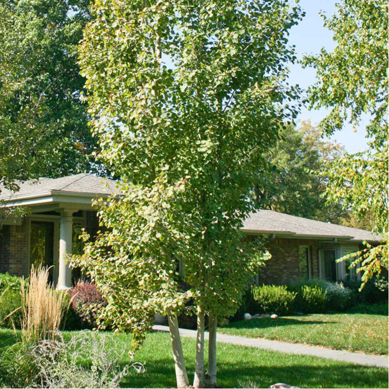 Quaking Aspen Tree Starter Kit