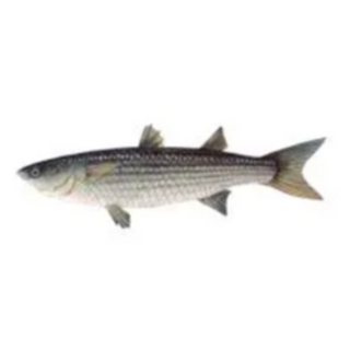 Grey Mullet (Thirutha)