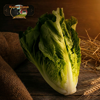 Romaine Lettuce Head