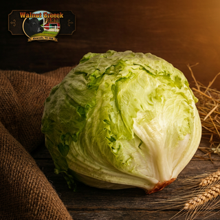 Ice Berg Lettuce Head