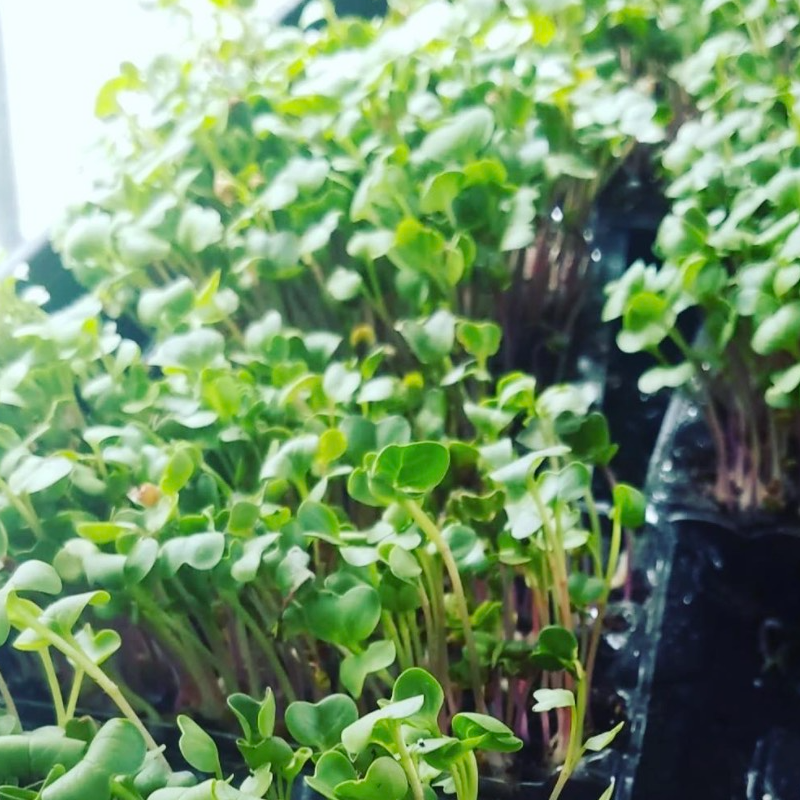 Radish, Daikon Organic Microgreens 2 OZ