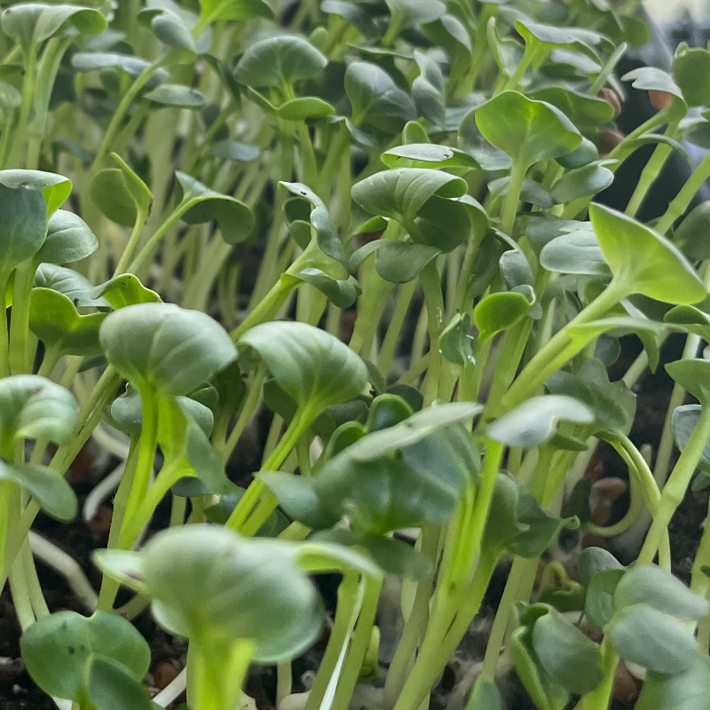 Kale, Red Russian Organic Microgreens 2 OZ