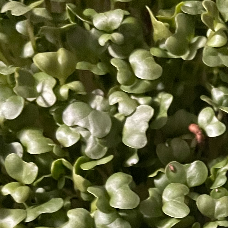 Broccoli Microgreens 2 OZ