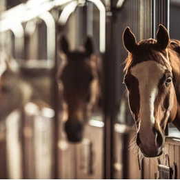 Extra stabling per night