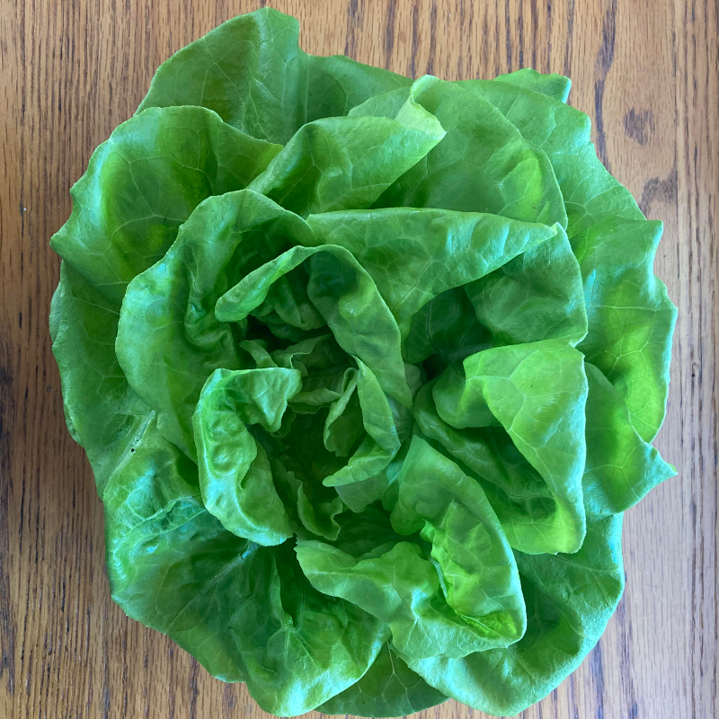 Lettuce Large Image