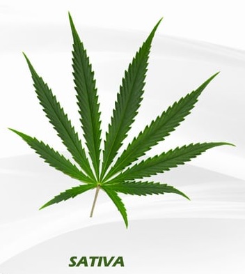 Narrow-Leaf Sativa / Haze
