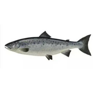 Salmon 3kg - 8 kg size
