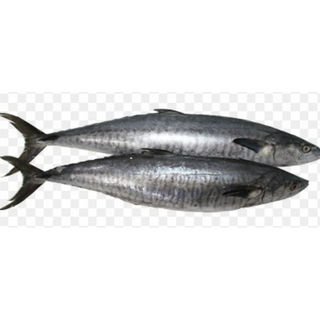 King Fish  (അയക്കൂറ) 2kg-6kg each 
